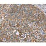 Immunohistochemistry - CENPO Antibody from Signalway Antibody (36341) - Antibodies.com