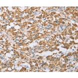 Immunohistochemistry - CENPO Antibody from Signalway Antibody (36341) - Antibodies.com