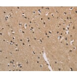 Immunohistochemistry - CENPN Antibody from Signalway Antibody (36342) - Antibodies.com