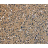 Immunohistochemistry - CENPN Antibody from Signalway Antibody (36342) - Antibodies.com