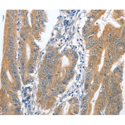 Immunohistochemistry - CENPC Antibody from Signalway Antibody (36344) - Antibodies.com