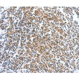 Immunohistochemistry - CKAP2 Antibody from Signalway Antibody (36355) - Antibodies.com