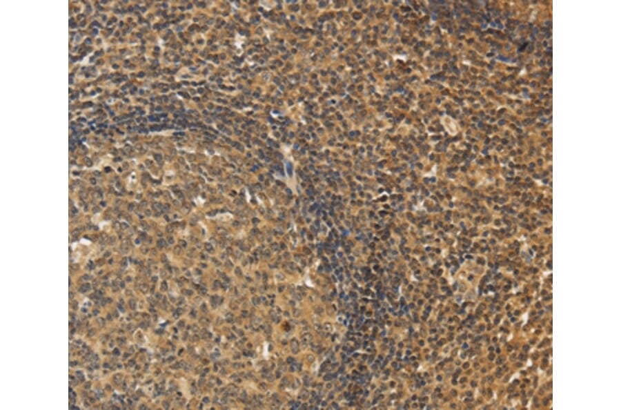 Immunohistochemistry - CXXC5 Antibody from Signalway Antibody (36381) - Antibodies.com
