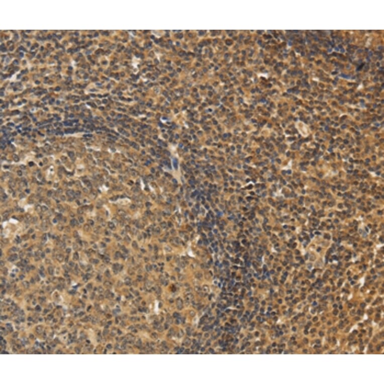 Immunohistochemistry - CXXC5 Antibody from Signalway Antibody (36381) - Antibodies.com