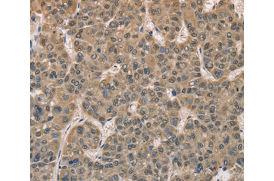 Immunohistochemistry - DACH2 Antibody from Signalway Antibody (36397) - Antibodies.com