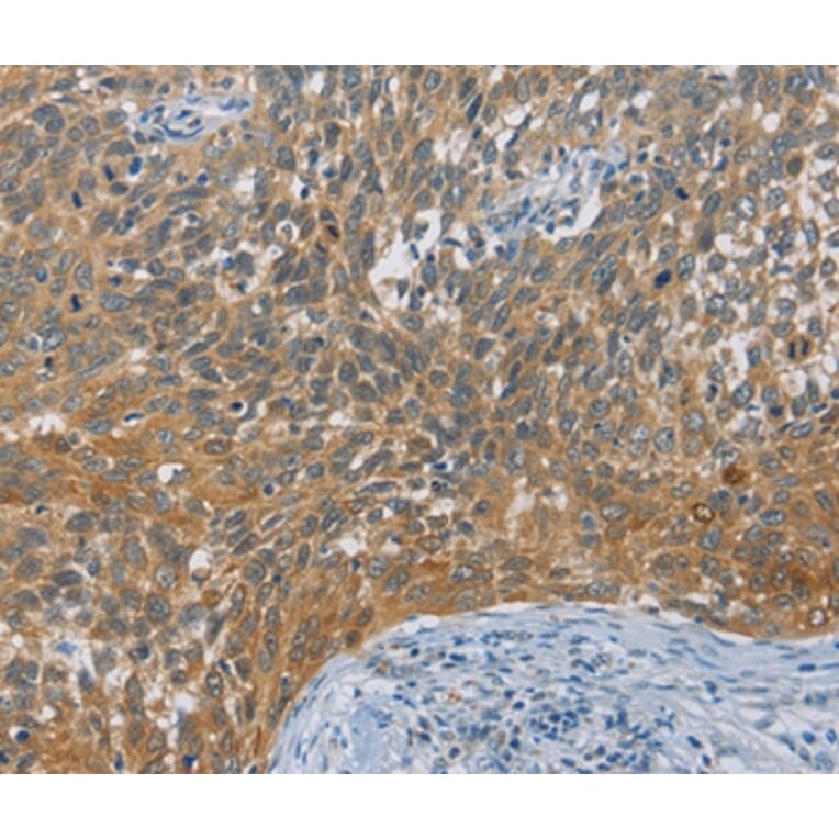 Immunohistochemistry - DIDO1 Antibody from Signalway Antibody (36399) - Antibodies.com