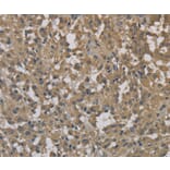 Immunohistochemistry - DCTN3 Antibody from Signalway Antibody (36403) - Antibodies.com