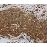 Immunohistochemistry - DCTN3 Antibody from Signalway Antibody (36403) - Antibodies.com