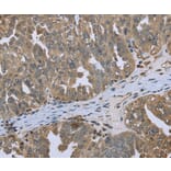 Immunohistochemistry - DCTN4 Antibody from Signalway Antibody (36404) - Antibodies.com