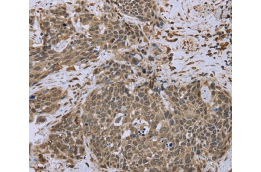 Immunohistochemistry - DCTN4 Antibody from Signalway Antibody (36404) - Antibodies.com