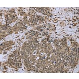 Immunohistochemistry - DCTN4 Antibody from Signalway Antibody (36404) - Antibodies.com