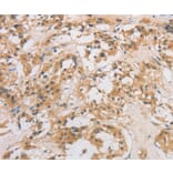 Immunohistochemistry - DCTN5 Antibody from Signalway Antibody (36405) - Antibodies.com