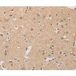 Immunohistochemistry - DCTN5 Antibody from Signalway Antibody (36405) - Antibodies.com