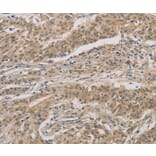 Immunohistochemistry - DDIT4 Antibody from Signalway Antibody (36407) - Antibodies.com