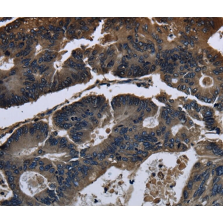 Immunohistochemistry - DHCR7 Antibody from Signalway Antibody (36415) - Antibodies.com
