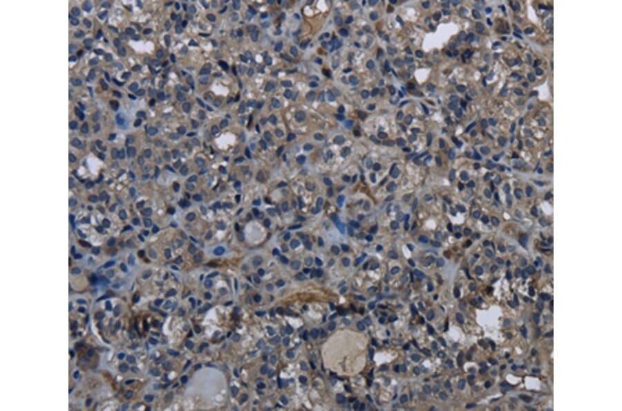 Immunohistochemistry - DHCR7 Antibody from Signalway Antibody (36415) - Antibodies.com