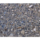 Immunohistochemistry - DHCR7 Antibody from Signalway Antibody (36415) - Antibodies.com