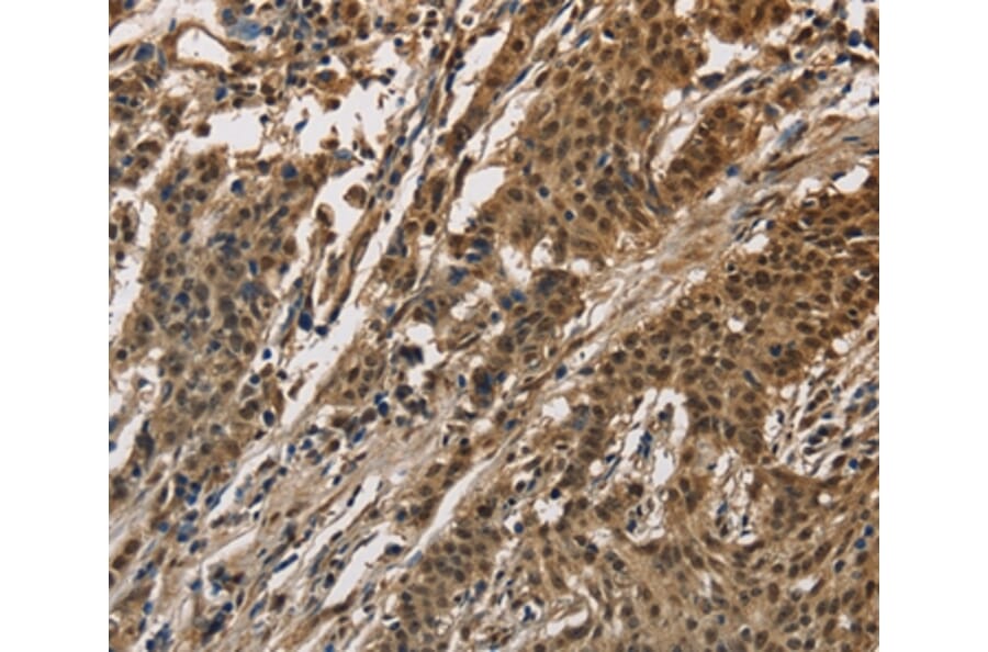 Immunohistochemistry - CCAR1 Antibody from Signalway Antibody (36417) - Antibodies.com