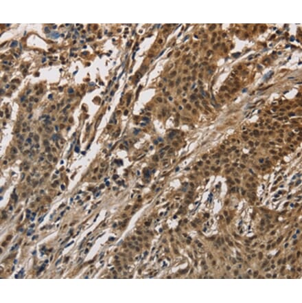 Immunohistochemistry - CCAR1 Antibody from Signalway Antibody (36417) - Antibodies.com