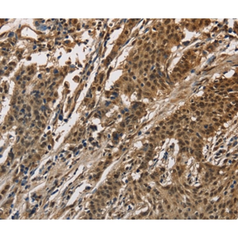 Immunohistochemistry - CCAR1 Antibody from Signalway Antibody (36417) - Antibodies.com