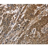 Immunohistochemistry - CCAR1 Antibody from Signalway Antibody (36417) - Antibodies.com