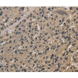 Immunohistochemistry - CCAR1 Antibody from Signalway Antibody (36417) - Antibodies.com