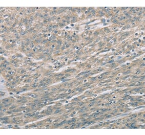 Immunohistochemistry - EDA2R Antibody from Signalway Antibody (36434) - Antibodies.com