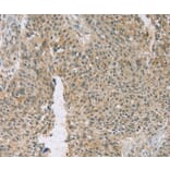Immunohistochemistry - EDIL3 Antibody from Signalway Antibody (36435) - Antibodies.com