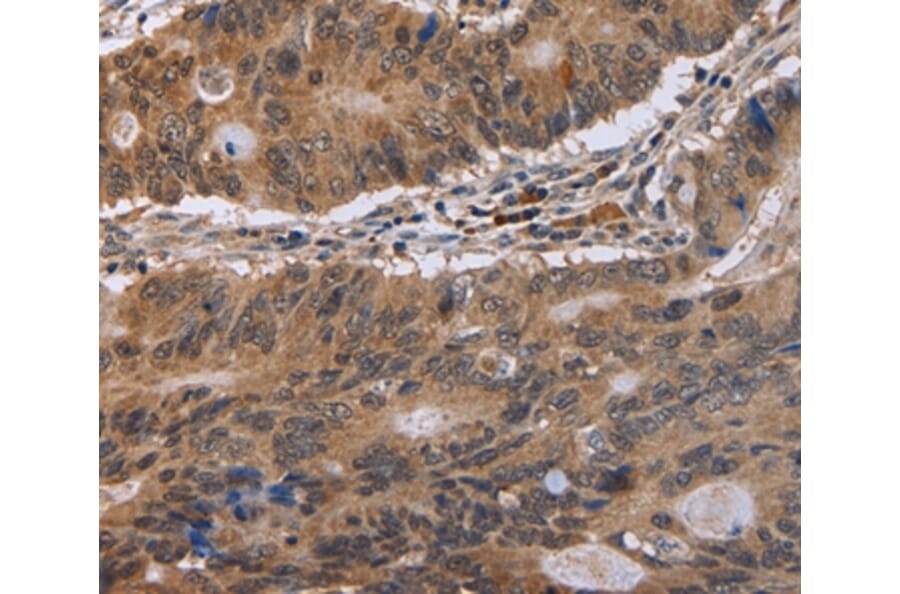 Immunohistochemistry - EIF3H Antibody from Signalway Antibody (36437) - Antibodies.com