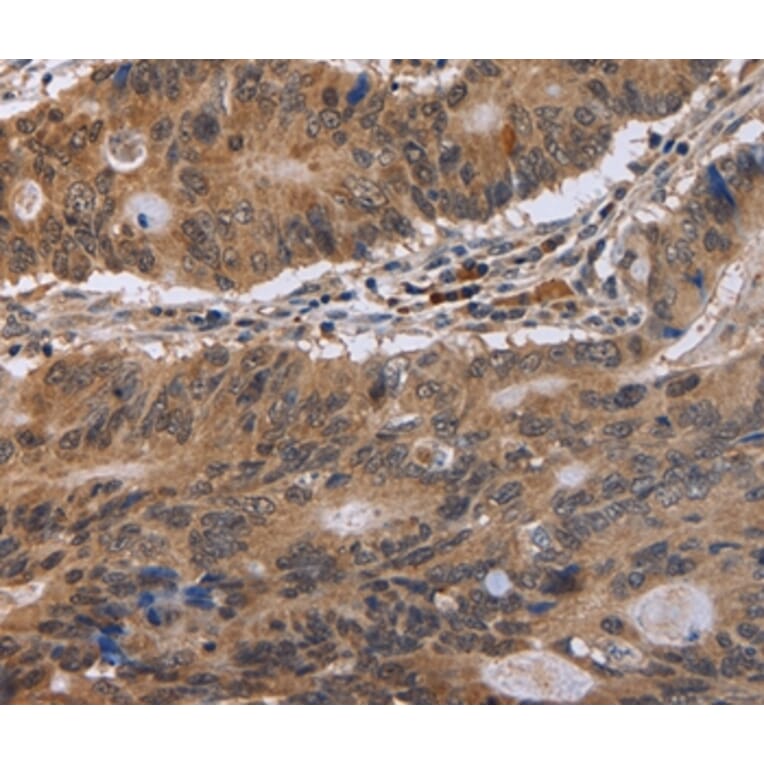 Immunohistochemistry - EIF3H Antibody from Signalway Antibody (36437) - Antibodies.com