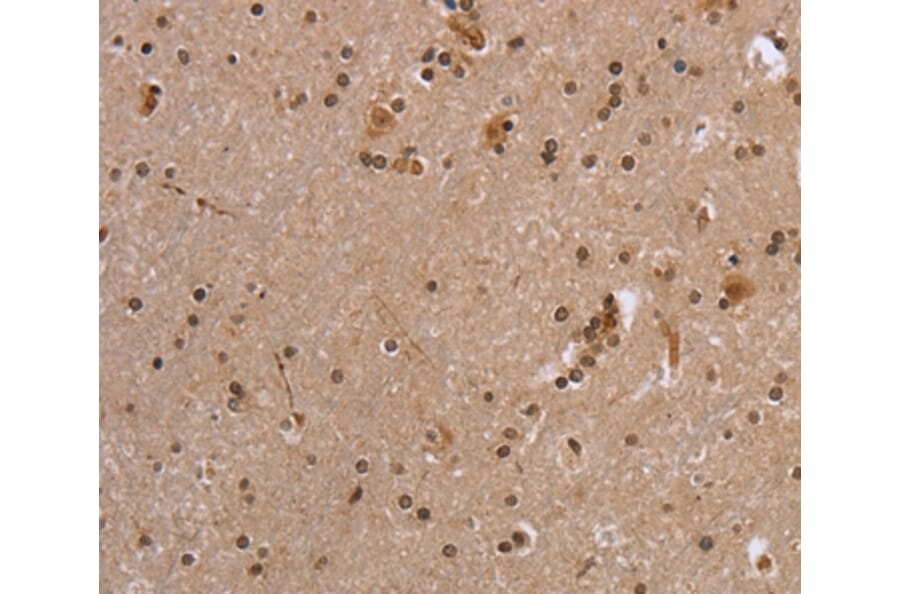 Immunohistochemistry - EIF3H Antibody from Signalway Antibody (36437) - Antibodies.com