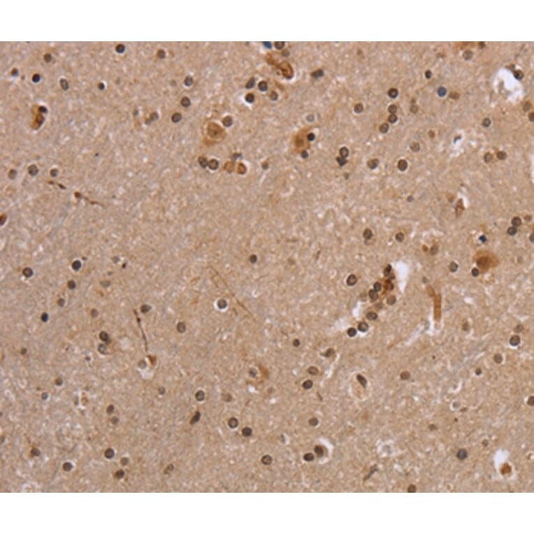 Immunohistochemistry - EIF3H Antibody from Signalway Antibody (36437) - Antibodies.com