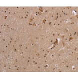 Immunohistochemistry - EIF3H Antibody from Signalway Antibody (36437) - Antibodies.com