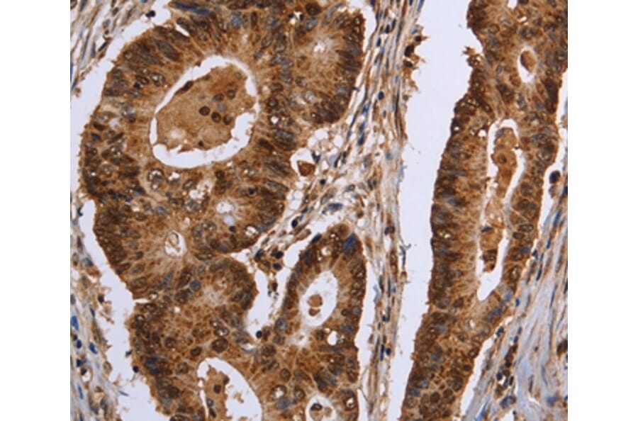 Immunohistochemistry - EXTL3 Antibody from Signalway Antibody (36453) - Antibodies.com