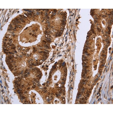 Immunohistochemistry - EXTL3 Antibody from Signalway Antibody (36453) - Antibodies.com