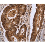 Immunohistochemistry - EXTL3 Antibody from Signalway Antibody (36453) - Antibodies.com