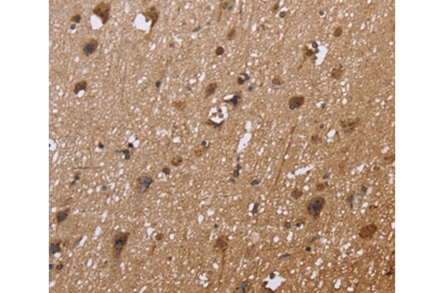 Immunohistochemistry - EXTL3 Antibody from Signalway Antibody (36453) - Antibodies.com