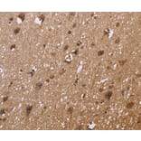 Immunohistochemistry - EXTL3 Antibody from Signalway Antibody (36453) - Antibodies.com