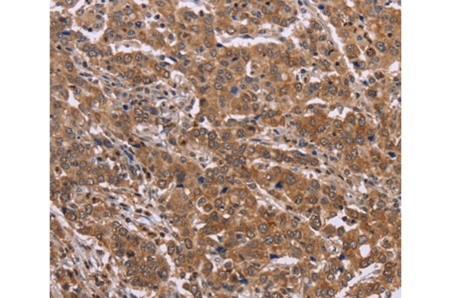 Immunohistochemistry - FAAH2 Antibody from Signalway Antibody (36455) - Antibodies.com