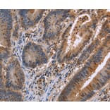 Immunohistochemistry - FAAH2 Antibody from Signalway Antibody (36455) - Antibodies.com