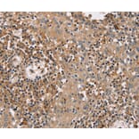 Immunohistochemistry - FAIM2 Antibody from Signalway Antibody (36459) - Antibodies.com