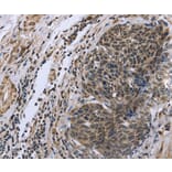 Immunohistochemistry - FANCG Antibody from Signalway Antibody (36464) - Antibodies.com