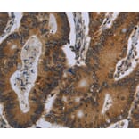 Immunohistochemistry - FGF18 Antibody from Signalway Antibody (36477) - Antibodies.com