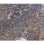 Immunohistochemistry - FSTL1 Antibody from Signalway Antibody (36488) - Antibodies.com