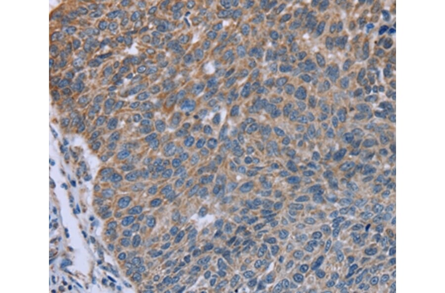 Immunohistochemistry - GNAI3 Antibody from Signalway Antibody (36493) - Antibodies.com