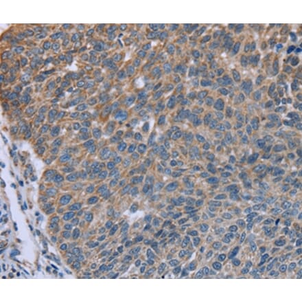 Immunohistochemistry - GNAI3 Antibody from Signalway Antibody (36493) - Antibodies.com