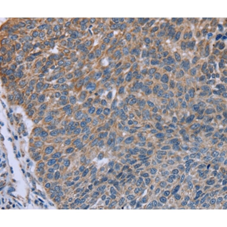 Immunohistochemistry - GNAI3 Antibody from Signalway Antibody (36493) - Antibodies.com