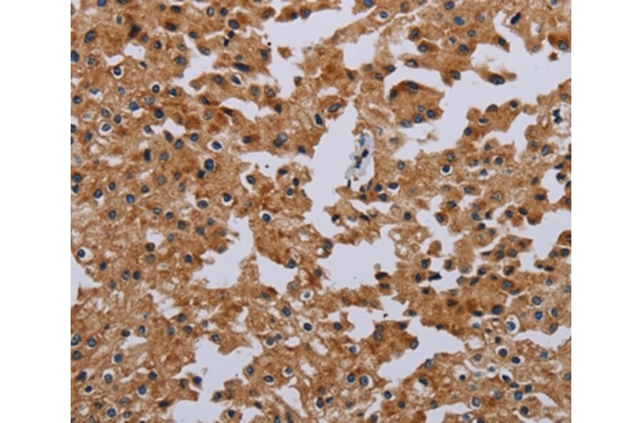 Immunohistochemistry - IFRD1 Antibody from Signalway Antibody (36546) - Antibodies.com