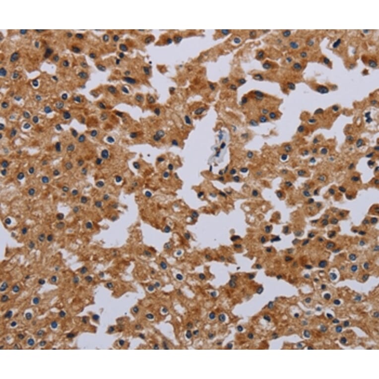 Immunohistochemistry - IFRD1 Antibody from Signalway Antibody (36546) - Antibodies.com