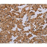 Immunohistochemistry - IFRD1 Antibody from Signalway Antibody (36546) - Antibodies.com
